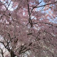 桜が咲きました(⌒∇⌒)　花見ドライブへ　レッツゴー🌸