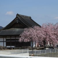ソメイヨシノと枝垂れ桜の競演