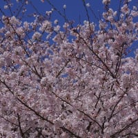 満開の桜　2024.4.5