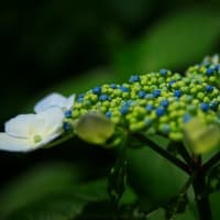 ジャンクレンズ「CANON EF28-80mmF3.5-5.6Ⅳ」試写してきた。