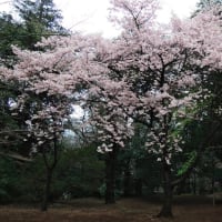花の中のウオーキング