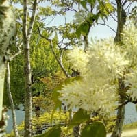 トネリコの花満開 カルス トネリコの花満開 カルス