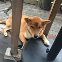 ぼくとコーヒーとtomeさん