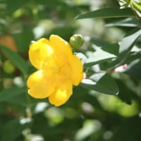 びっくりな出来事と初収穫と