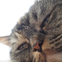 【gooブログ終了】おしらせ