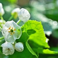 自ブログ最終( 本稿 ) で の ” ふだん「自分」” の 晒し稿ー 生活＆体調変化と頻尿＆オナラの話