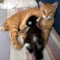姉宅の保護猫、その後