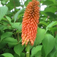 今日もダメか～