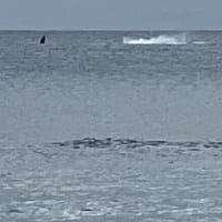 大宜味村根路銘沖でクジラ発見