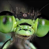 '25 昆虫の頭・顔  ～アオモンイトトンボ（オス）～