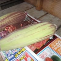 今日は気分が悪くて
