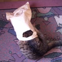備蓄米は地方にはまだ来ないってのがわかった