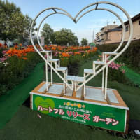 アガパンサス