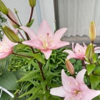 紫陽花の花