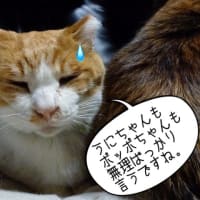 ３匹仲良くしてるかな・・・。