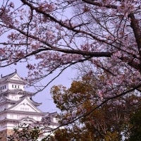 姫路城 と 桜 '24-2