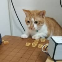 ┗┻(（｡・'ω'・｡）)┻┛