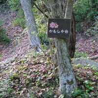 38　JR比良駅から金糞峠、コヤマノ岳を経て武奈ケ岳　2024.05.14