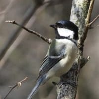 カメラ目線をしてくれた(？)、シジュウカラの姿、ドキドキ眺め　G公園(岐阜県岐阜市)