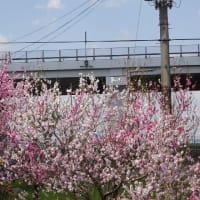 前川提桜並木・巨椋池干拓地ハナモモ
