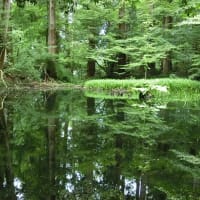 7月の水辺の風景