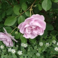 薔薇　レイニーブルー🎥