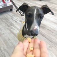ソーセージの試食会を開催しました！②