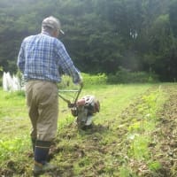 浅く草刈りした後、適度に休みながら耕運除草