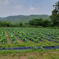 夏景色