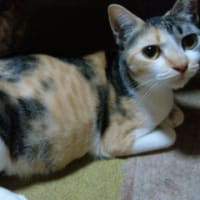 妊婦猫。