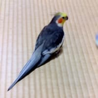 お気に入り
