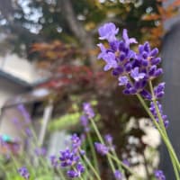 六月の緑たち