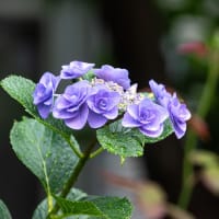 雨上がりのアジサイとノリウツギ