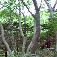 海鳥のサンクチュアリ　天売島と森林浴を楽しむメルヘンの焼尻島　５５回目　焼尻島