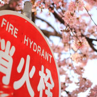 the infamous fire hydrant cherry tree