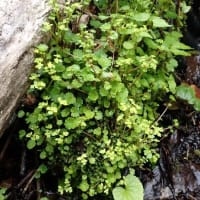 秋山郷で山野草③　ネコノメソウの仲間　2025/05/18