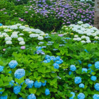 アジサイの花咲く、野母崎「長崎恐竜博物館」　2025/6/8
