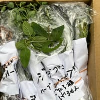 届いたハーブ苗