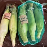 ６/１５（日）ビワ採り大作戦！　&　大根プレゼント（笑）　&　こんなアレルギーあるんだ＼(◎o◎)／！
