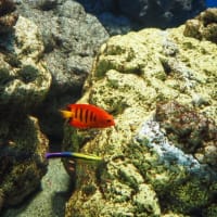 葛西臨海水族園へ
