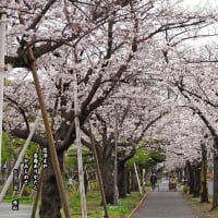 「花の下にて」