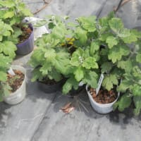 第三回目菊香会