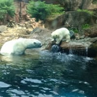 ホッキョクグマの赤ちゃん初展示　5/14水曜日