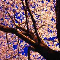 明ける桜