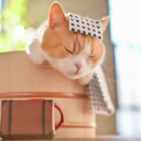 にゃらん通信／250626