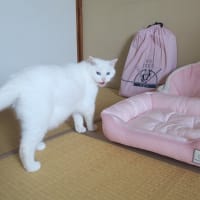 専用よりも