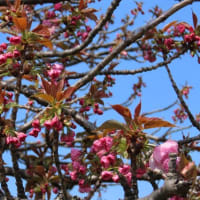 ウコン桜が咲き始めました