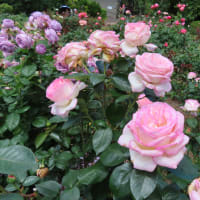 京都府立植物園のバラ６月４日