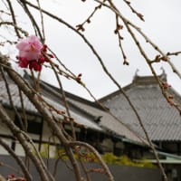 ようやくの桜の開花宣言