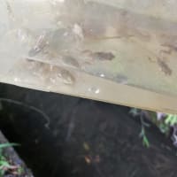 餌獲り